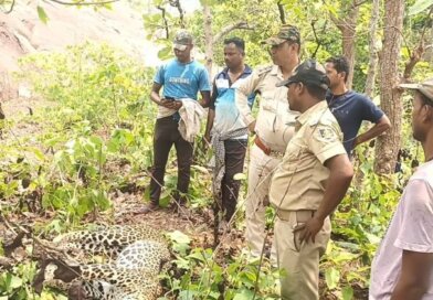 ଶିକାରୀଙ୍କ ଫାଶରେ ପଡ଼ି କଲରାପତରିଆ ବାଘର ମୃତ୍ୟୁ