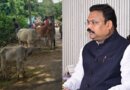 ବନ୍ୟାରେ ପ୍ରାୟ ୫ ଲକ୍ଷ ପଶୁ ପ୍ରଭାବିତ, ୫୮ ଟି ରାପିଡ୍ ରେସପନ୍ସ ଟିମ୍ ଗଠନ