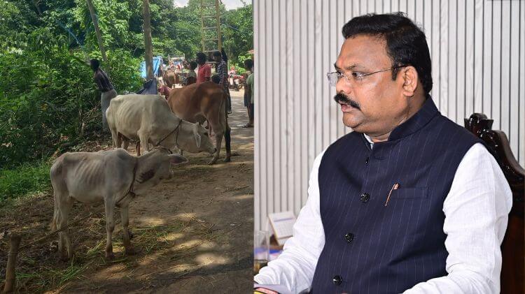 ବନ୍ୟାରେ ପ୍ରାୟ ୫ ଲକ୍ଷ ପଶୁ ପ୍ରଭାବିତ, ୫୮ ଟି ରାପିଡ୍ ରେସପନ୍ସ ଟିମ୍ ଗଠନ
