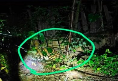 ମୟୂରଭଞ୍ଜରେ ଘରେ ପଶିଲା ମହାବଳ ବାଘ