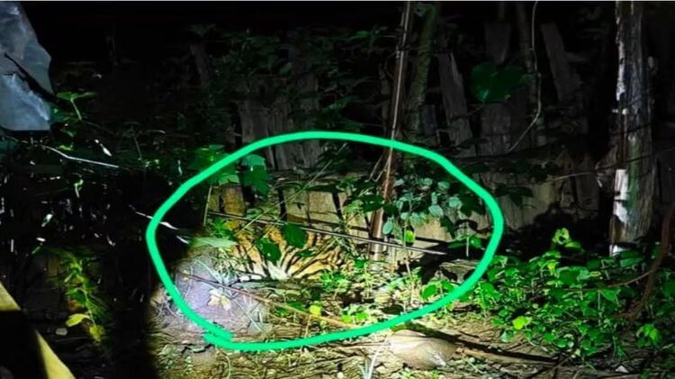 ମୟୂରଭଞ୍ଜରେ ଘରେ ପଶିଲା ମହାବଳ ବାଘ